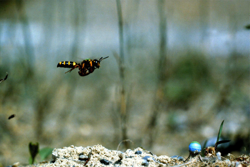 A ground-nesting wasp (Cerceris arenaria) approaching her nest. Credit: Waltraud Pix.